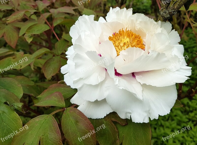 Peony Flower Bloom Nature Flora