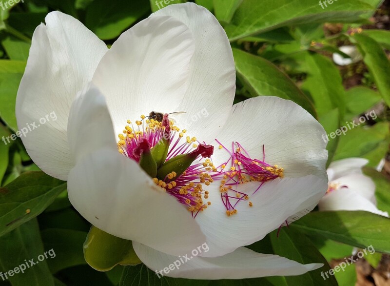 Peony Flower Bloom Nature Flora