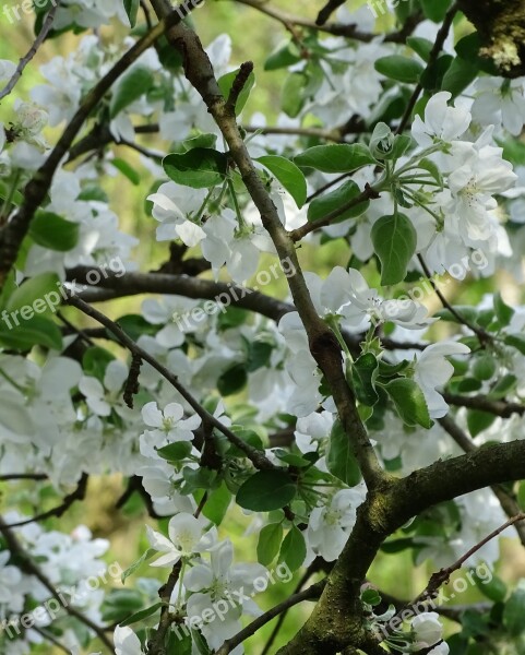 Apple Blossom White Flowers Fruit Tree Blossoming Spring Apple Tree