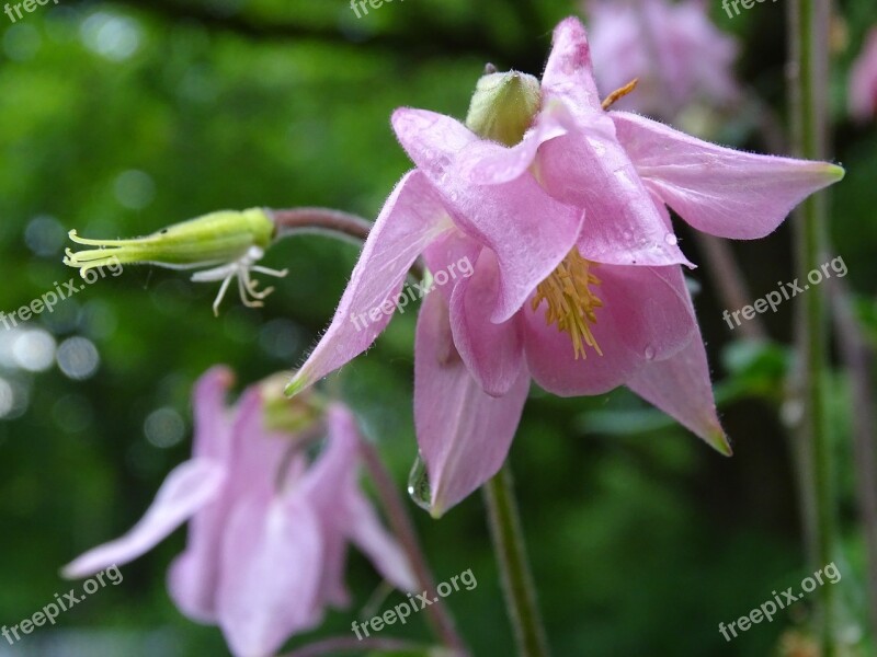 Columbine Columbine Flower Common Columbine Common Akelei Flower Garden