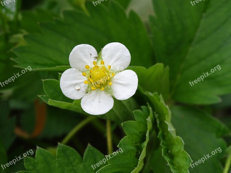 Strawberry Flower White Blossom Strawberry Plant Garden Strawberry Free Photos