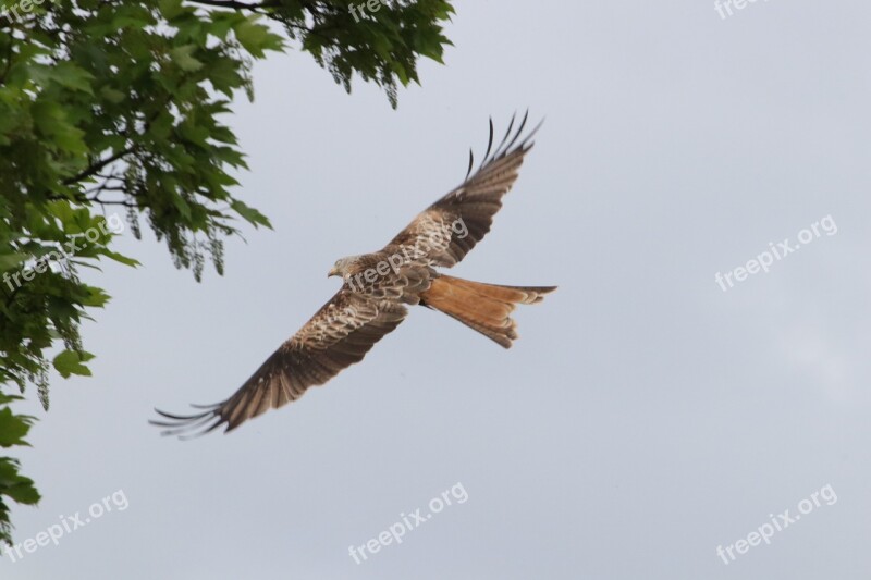 Red Kite Raptors Bird Prey Nature