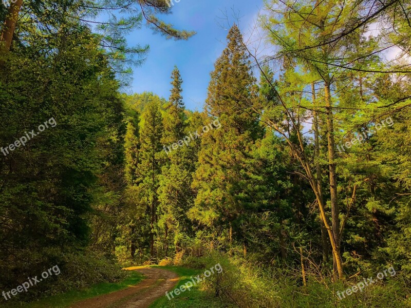 Wood Forest Natural Woods Mountain