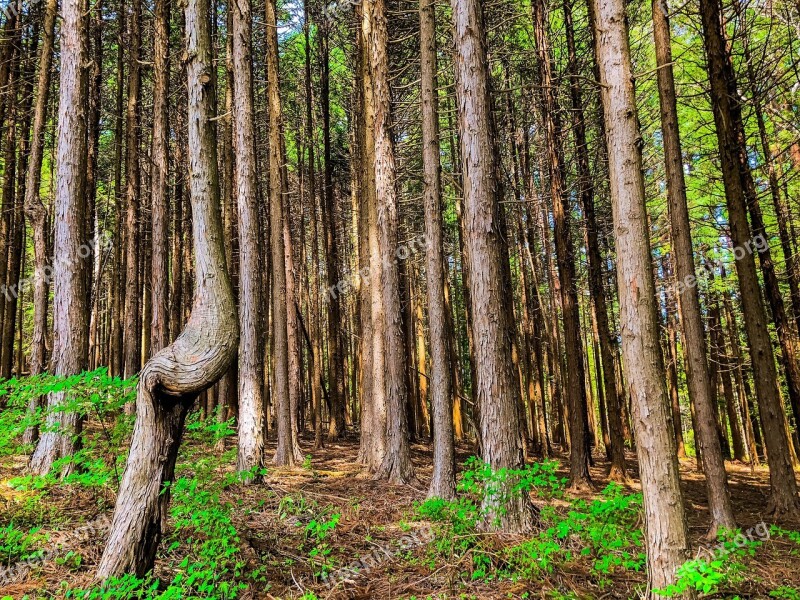 Woods Wood Natural Arboretum Forest