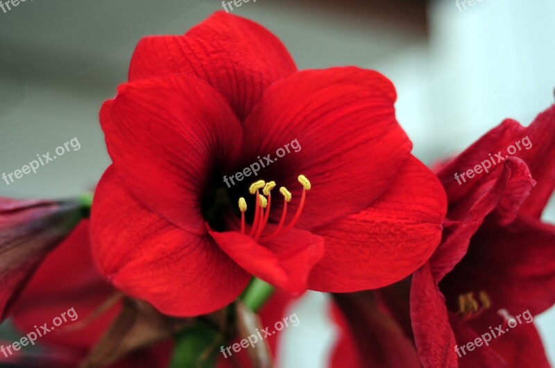 Flower Plant Red Polyps Spring