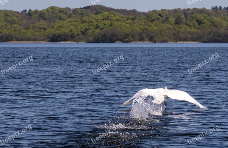 Swan Bird National Bird Denmark Lake