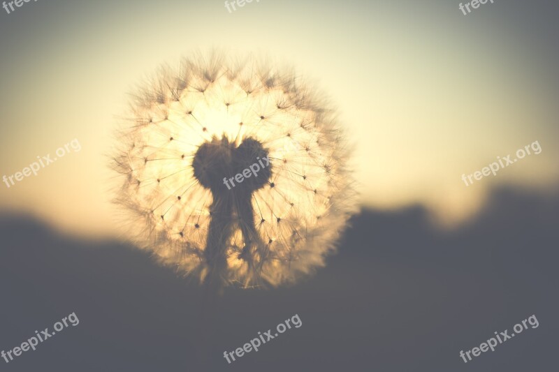 Dandelion Backlighting Nature Flower Spring