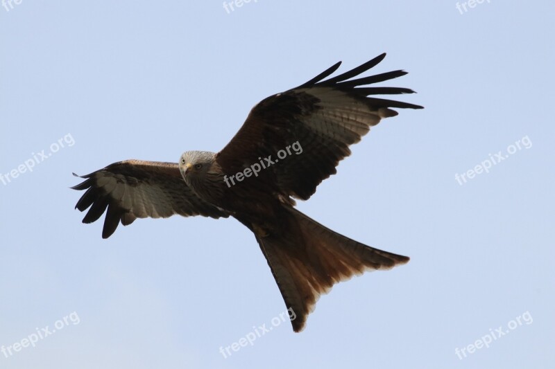 Red Kite Talons Raptor Bird Of Prey Bird