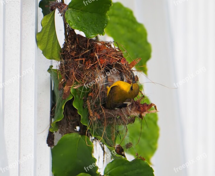 Female Bird Olive-back Sunbird Natural