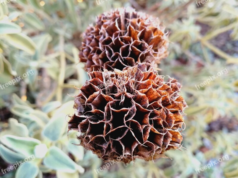 Dried Flower Green Background Dried Herbs Drought Flower