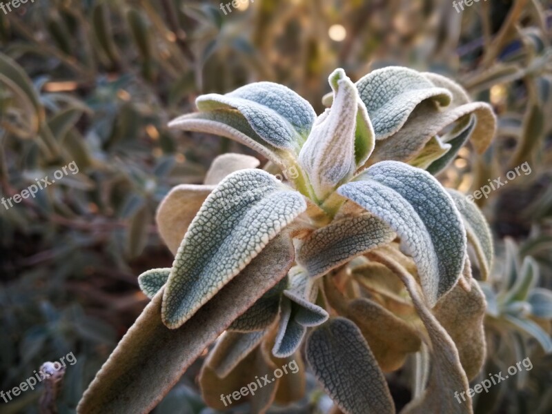 Leaf Dew Jelly Green Frozen Leaves Winter