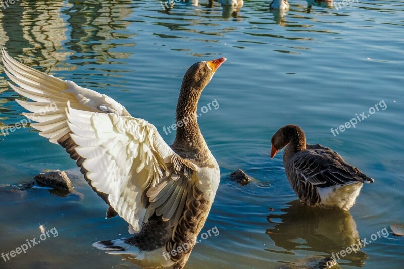 Duck Lake Lacquer Wildlife Pond