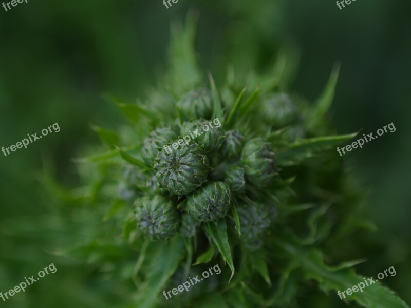 Plants Outdoors Flower Bud Green Plant Close Up Plant