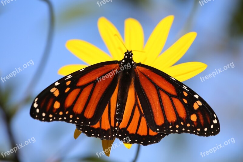 Monarch Butterfly Orange Black Flower