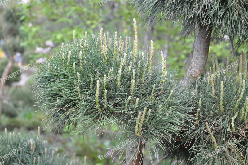 Needles Plant Greens Christmas Tree Garden