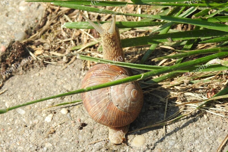 Snail Winniczek Crawl Seashell Nature