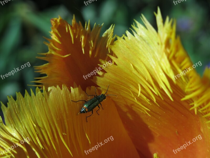 Tip Beetle Beetle Two Blotchy Tip Beetle Crispa Tulip Fringed Tulip