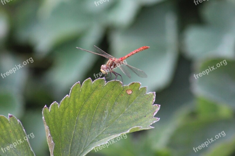 Dragonfly Insect Summer Nature Bug