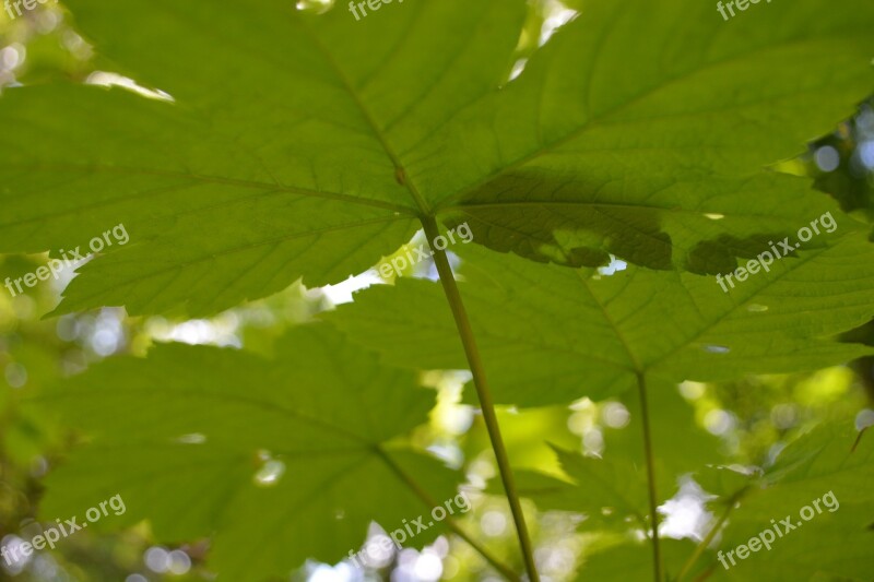 Leaf Plant Nature Forest Tree