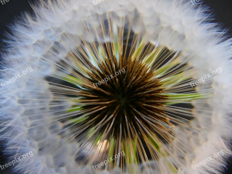 Dandelion Downy Seed Nature Flora