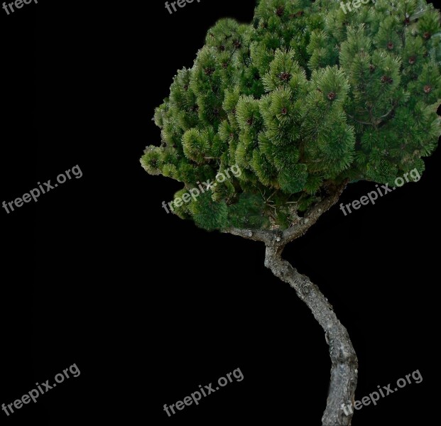 Fir Tree Evergreen Pine Conifer Green