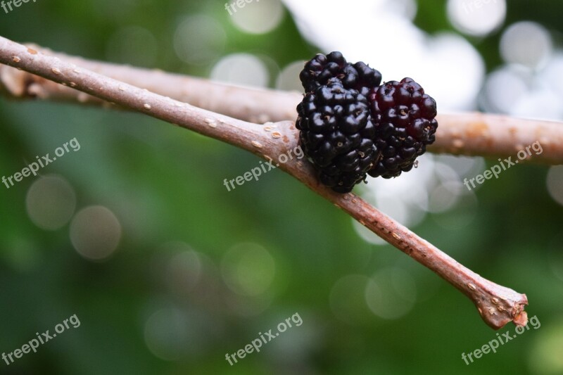 Mulberry Fruit Tree Food Fresh