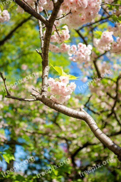 Sakura Flower Tree Nature Flowering Tree