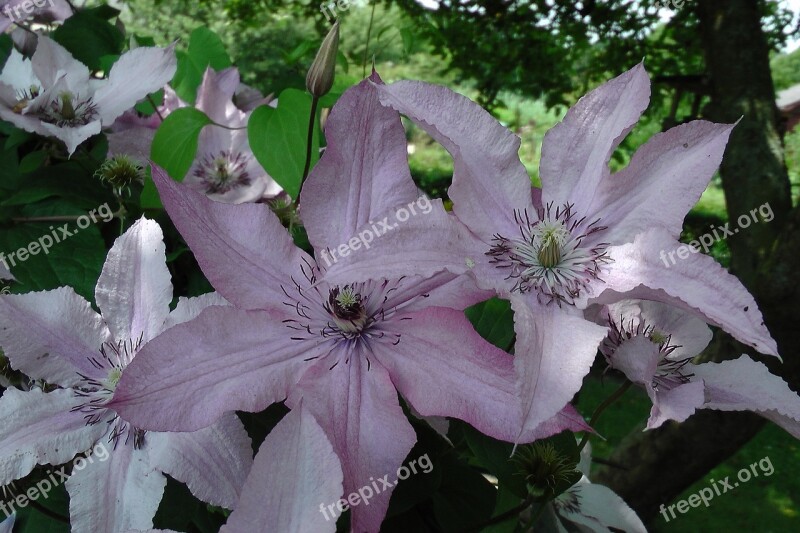 Climbing Flowers Clematis Violet Close Up Petals