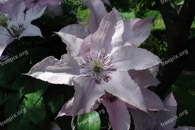 Climbing Flowering Clematis Violet Climber Plant Light Purple