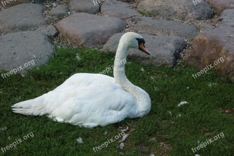 Ciechocinek Poland Tourism Swan Swans