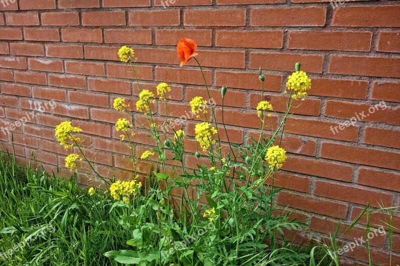 Poppy Rape Seed Flower Blooming Wild Flowers