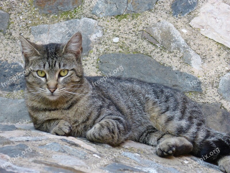 Cat Feline Gata Brindle Resting