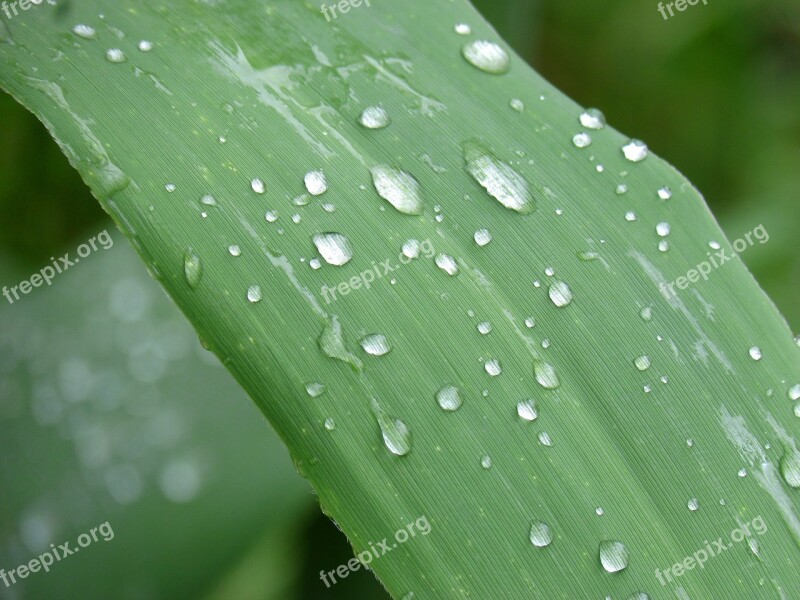 Leaf American Cane Drops Free Photos