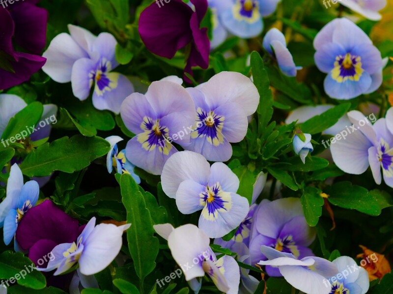 Flowers Thoughts Flowering Garden Flower Thought