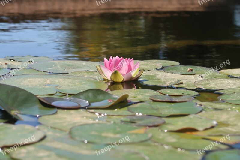 Huelva The Rabida Flower Landscape Mountain