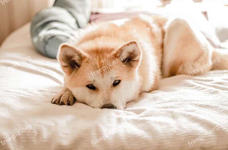 Dog Akitainu Pet Profile Dog Animals