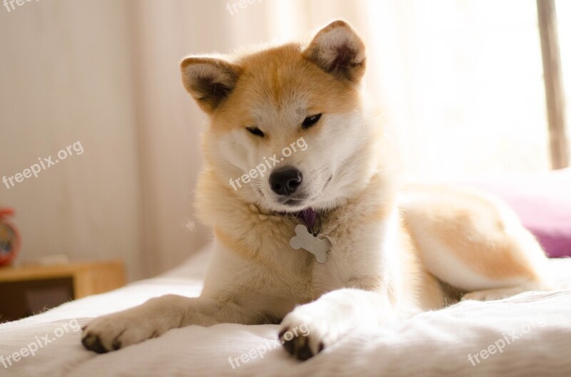 Dog Akita Akita Inu Race Pet