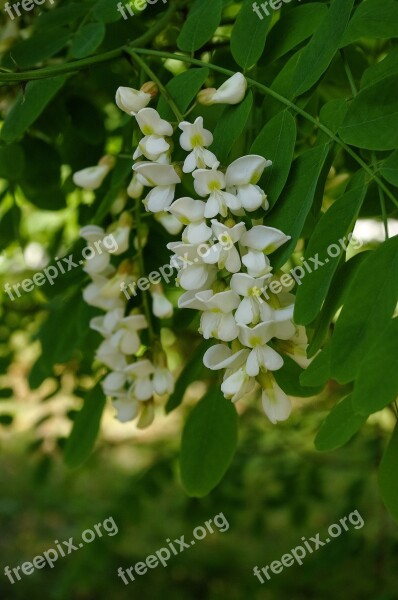 Tree Acacia The Smell Of Nature Free Photos