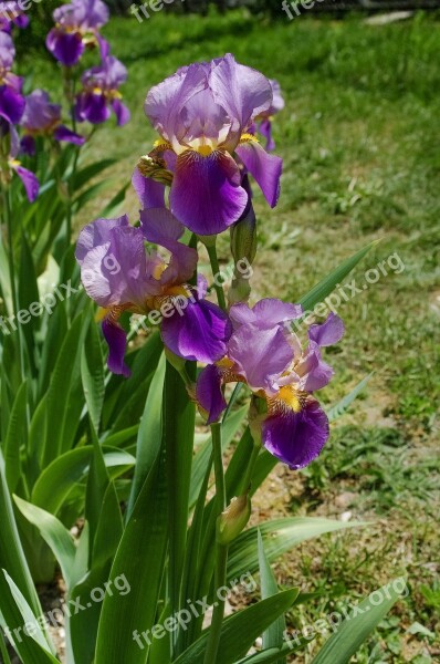 Flower Irises Nature Free Photos