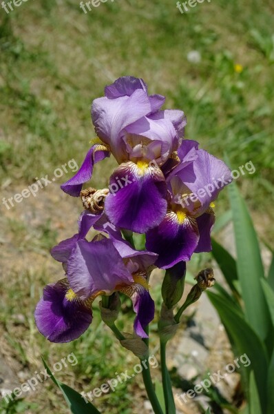 Iris Color Flower Free Photos