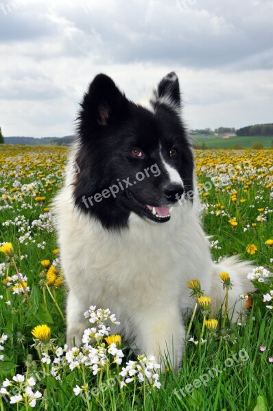 Elo Dog Pet Spring Meadow