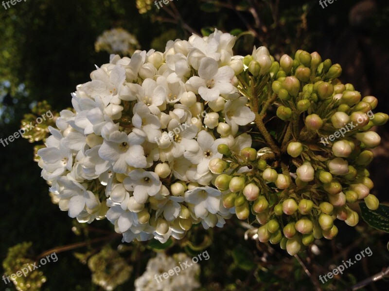 Viburnum Opulus Common Snowball Herzbeer Blutbeer Steam Berry