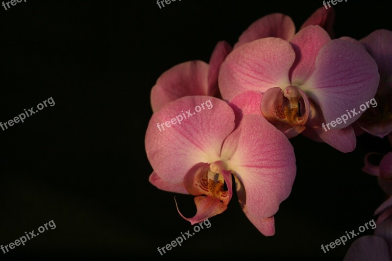 Orchid Pink Pink Flower Flower Orchid Flower