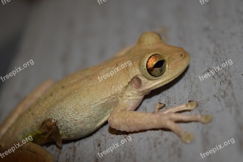 Cuban Tree Frog Bug Amphibian