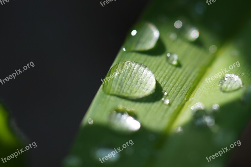 Water Drop Of Water Macro Close Up Drip