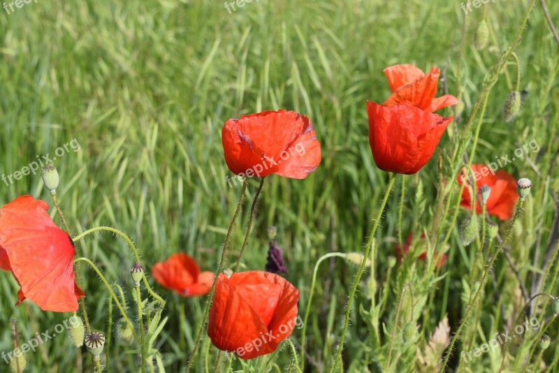 Poppies Red Red Poppies Camp Green