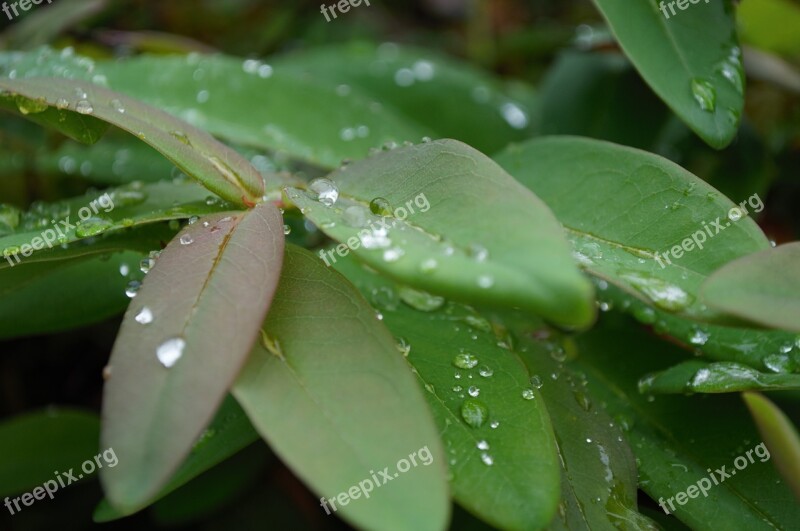 Green Leaves Dew Drop Foliage