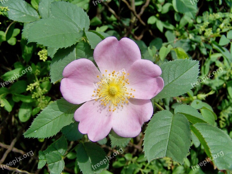 Brian Lace Roses Pink Flower Free Photos