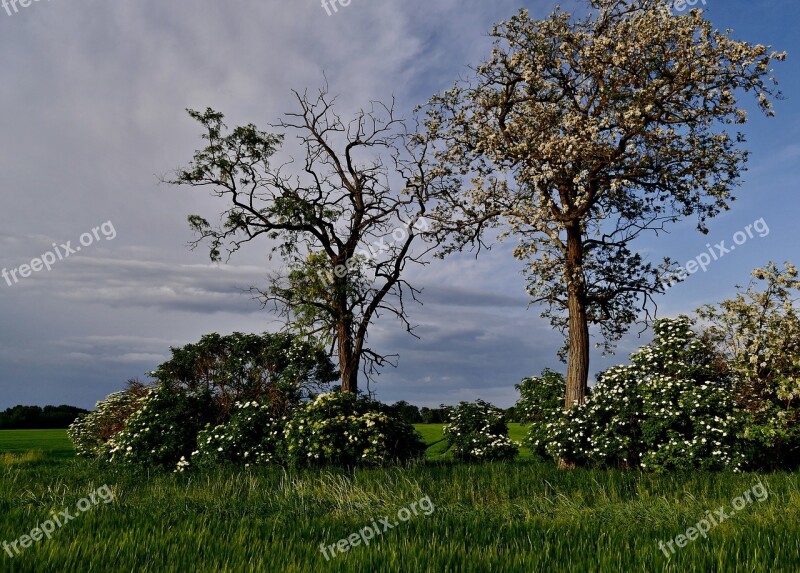 Tree Trees Acacia Nature The Sky