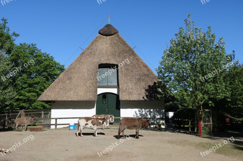 Bremen Citizens Park Animal Enclosures Bremen Bürgerpark Donkey